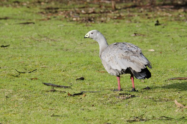 Cape barren goose