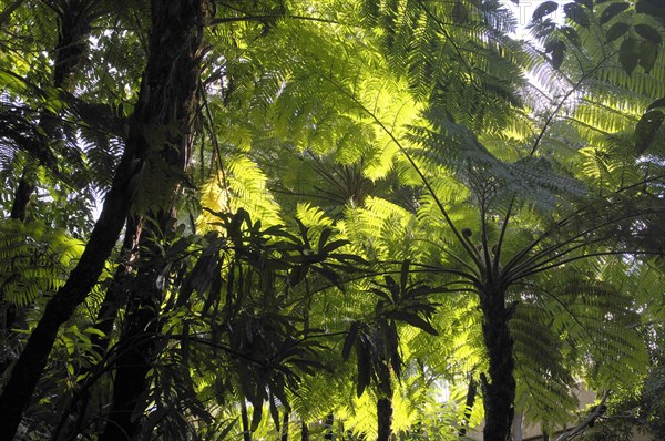 Tree fern