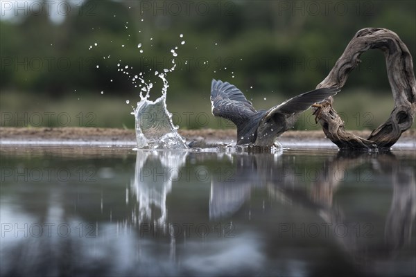 Striated heron