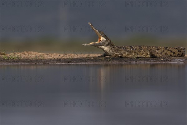 Nile crocodile