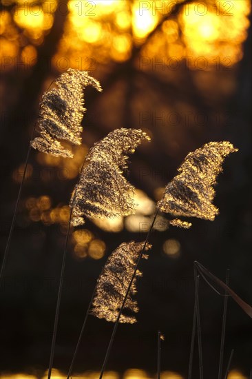 Grasses in the sunlight