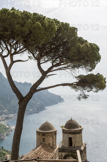 View of coast and sea with pine tree