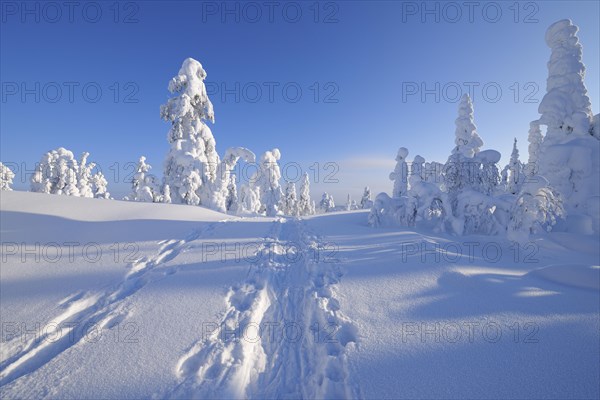 Snowshoe trail