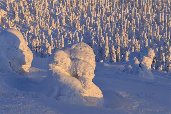 Snow covered trees at sunrise