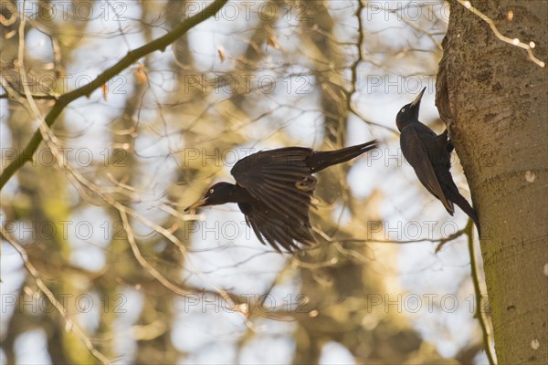 Black woodpecker