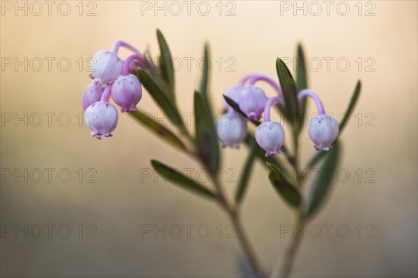 Bog rosemary