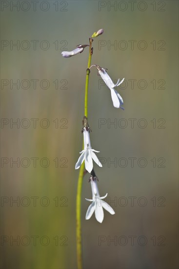 Water lobelia