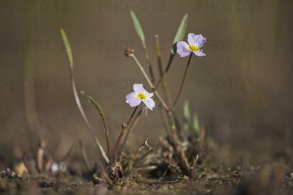 Common lesser water-plantain