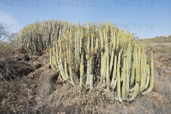 Canary island spurge