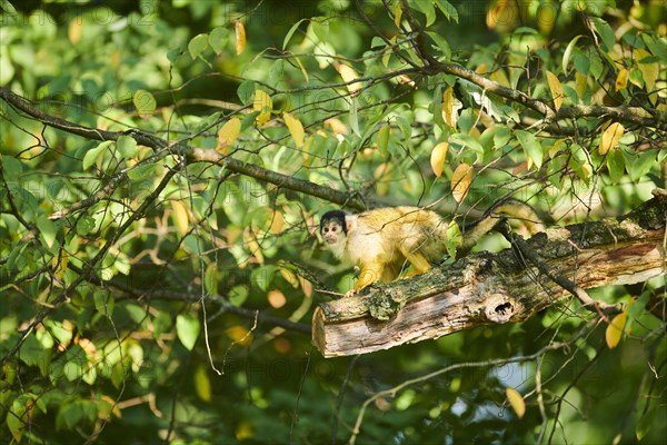 Common squirrel monkey