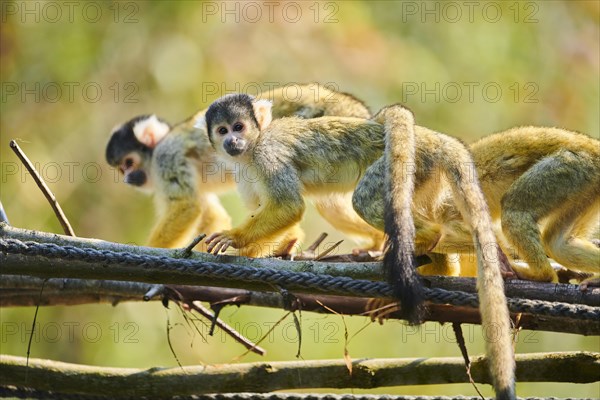 Common squirrel monkey