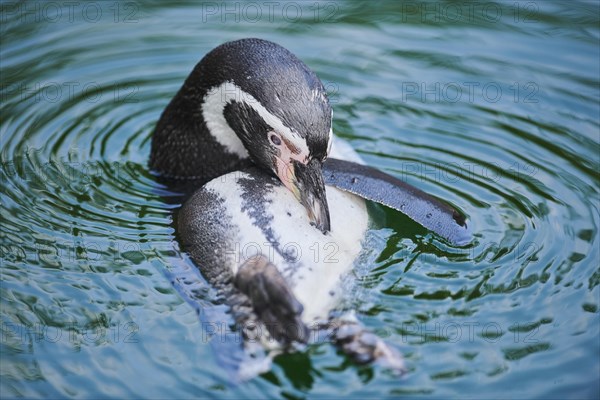 Humboldt penguin