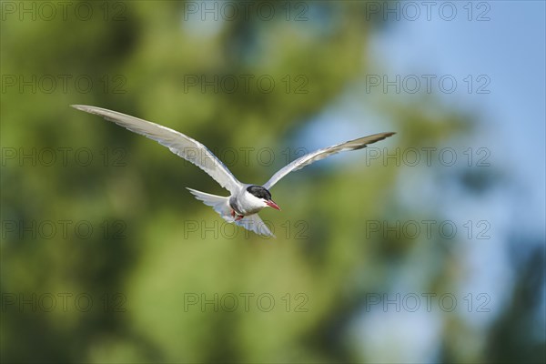 Whiskered tern