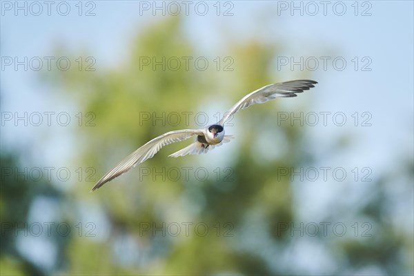 Whiskered tern