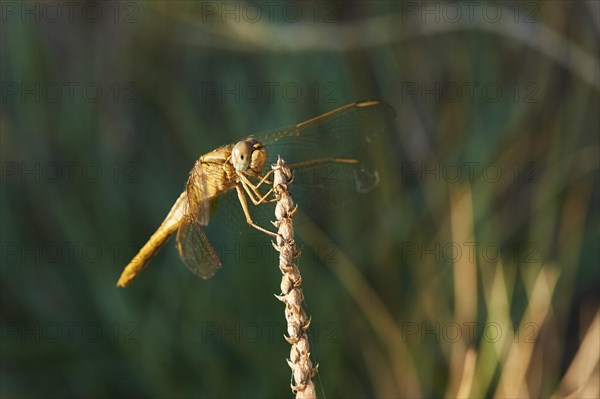 Red-veined darter