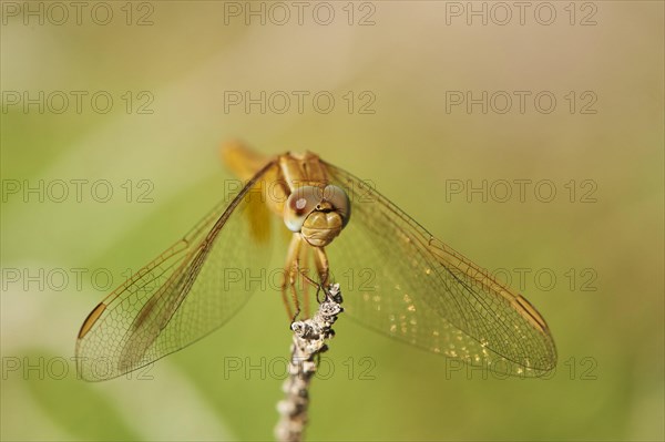 Red-veined darter