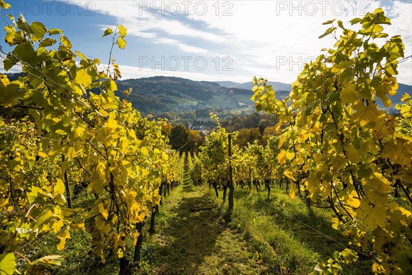 Vineyard in autumn