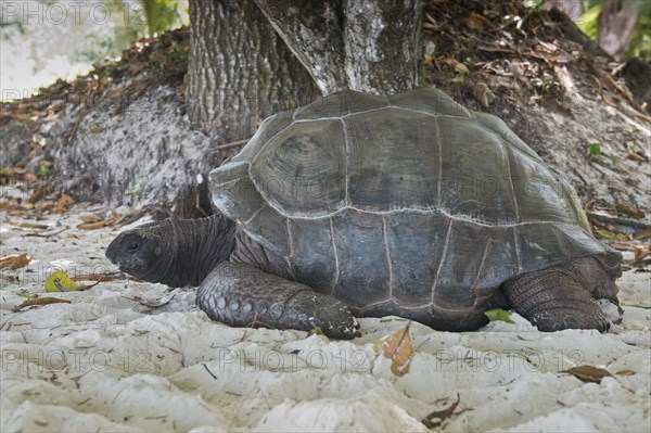 Aldabra giant tortoise