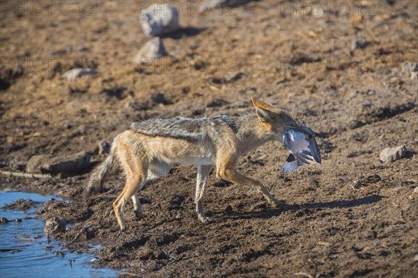 Black-backed jackal