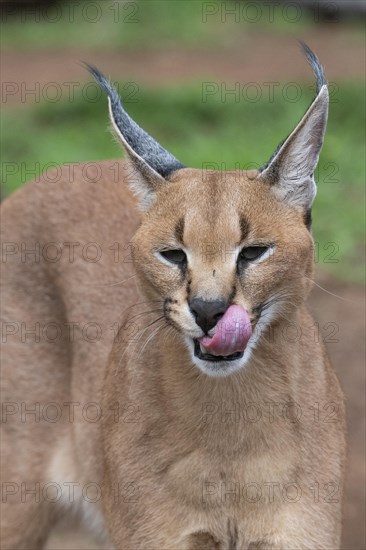 Caracal