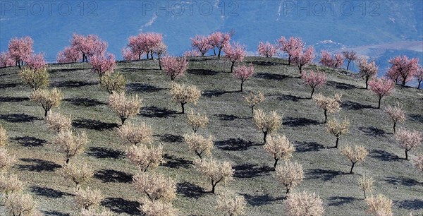 Several almond trees in blossom on mountain slope