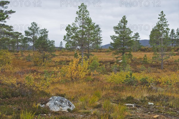 Moorland Photo12 imageBROKER Erhard Nerger