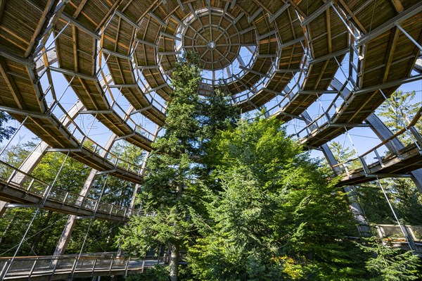 Treetop path