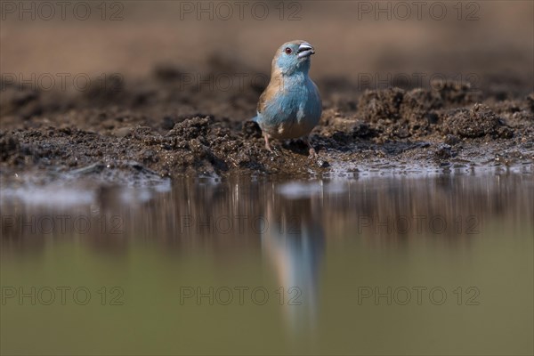 Blue waxbill