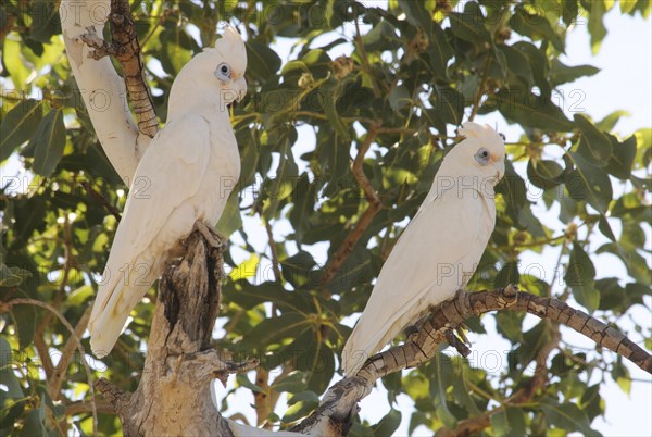 Little corellas