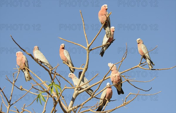 Galahs