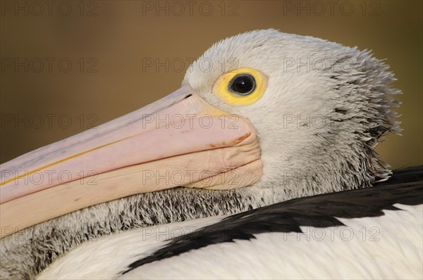 Australian pelican