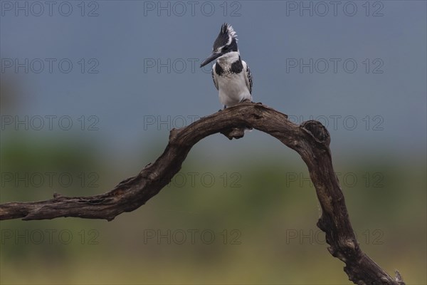 Pied kingfisher