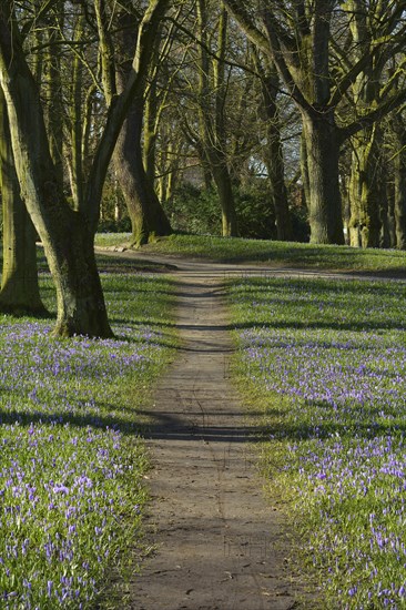 Path betwenn Crocus in Park