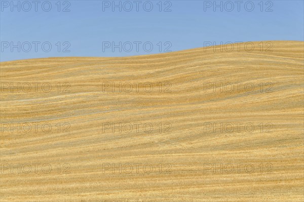 Harvested wheat field