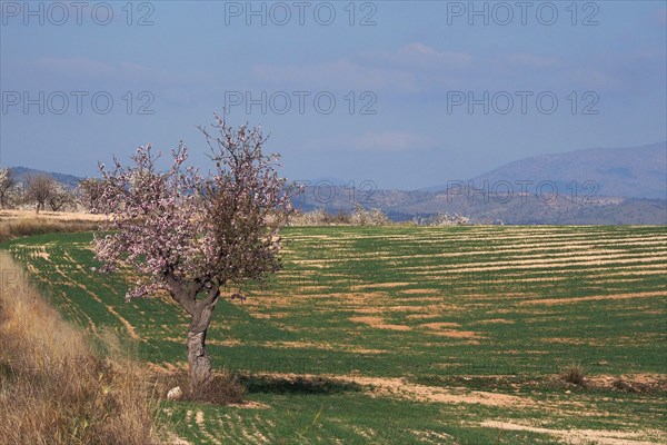 Green field with single flowering almond tree