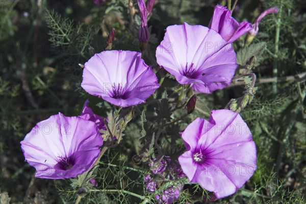 Mallow-leaved bindweed