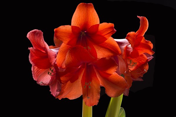 Amaryllis flowers