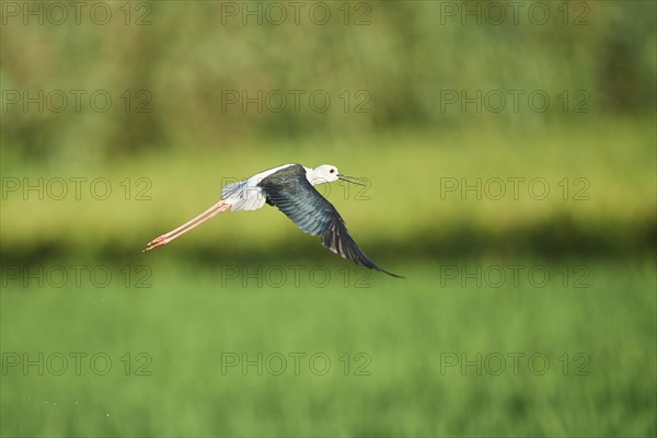 Black-winged stilt