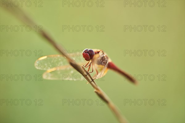 Red-veined darter