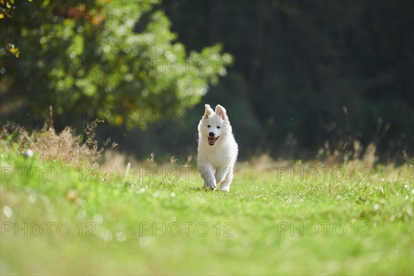 White Swiss Shepherd Dog