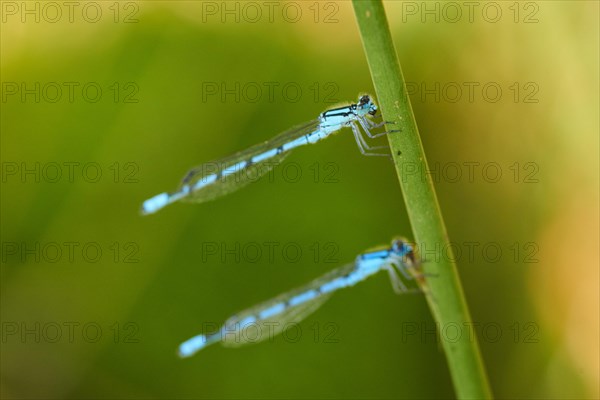 Azure damselfly