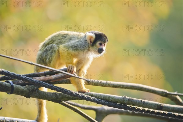 Common squirrel monkey