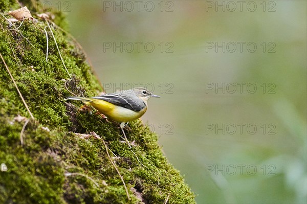 Western yellow wagtail