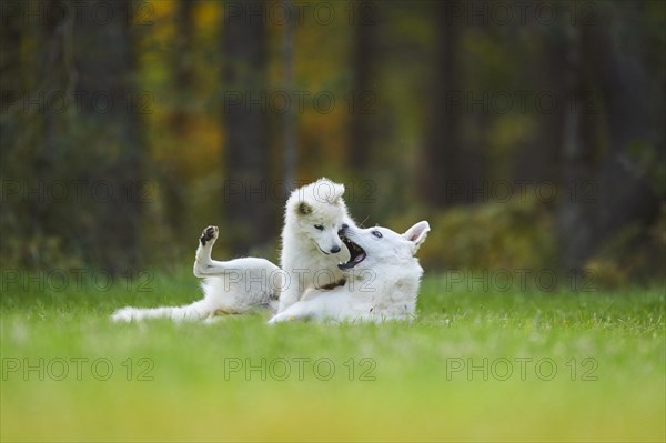 White Swiss Shepherd Dog