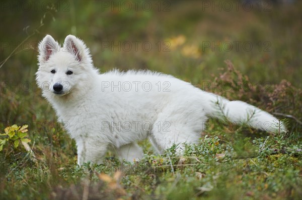 White Swiss Shepherd Dog