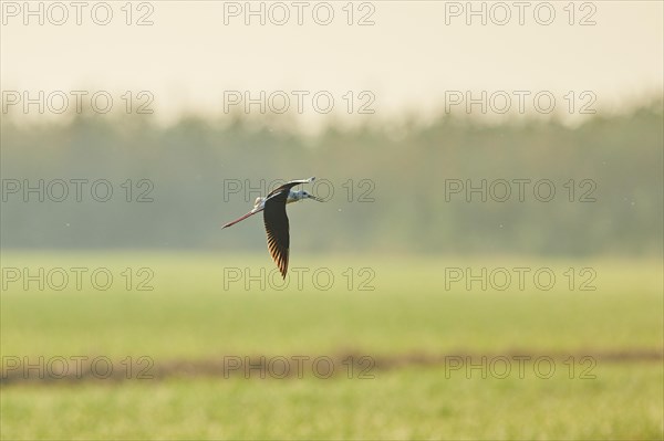 Black-winged stilt