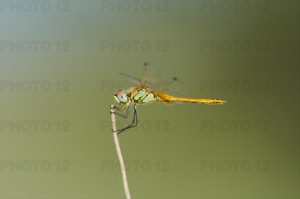 Red-veined darter