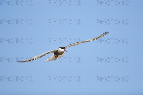 Whiskered tern