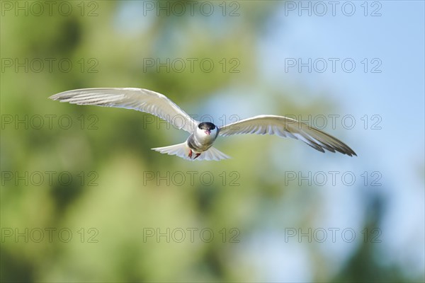 Whiskered tern