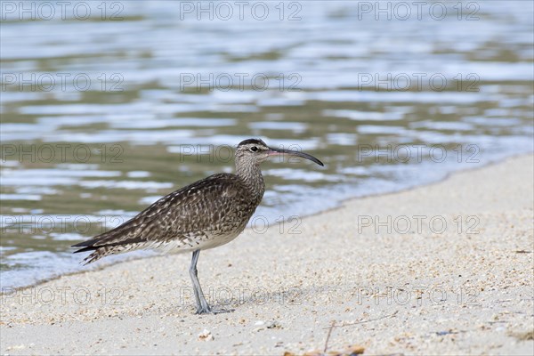 Whimbrel